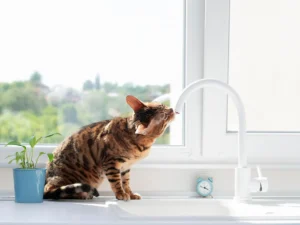 Soft water for pets