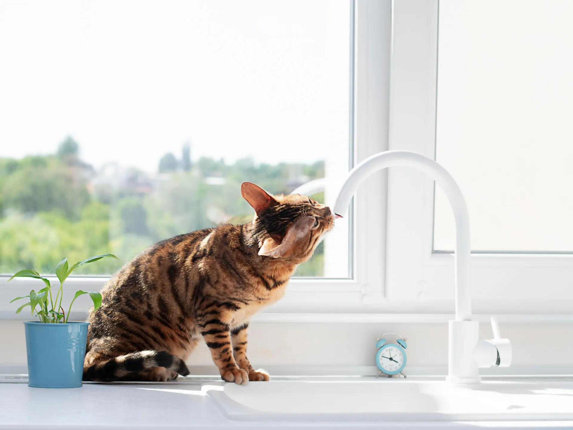 Soft water for pets